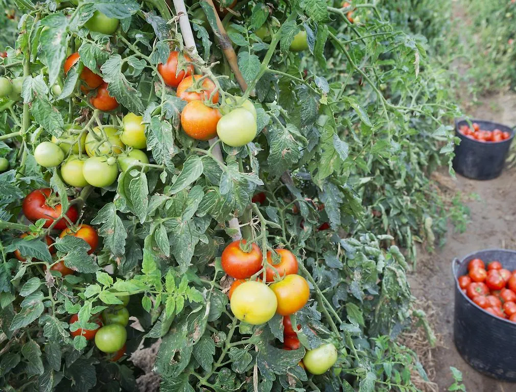فندق Merce بينيذا ذي مار